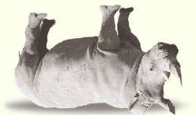 Jambon blanc